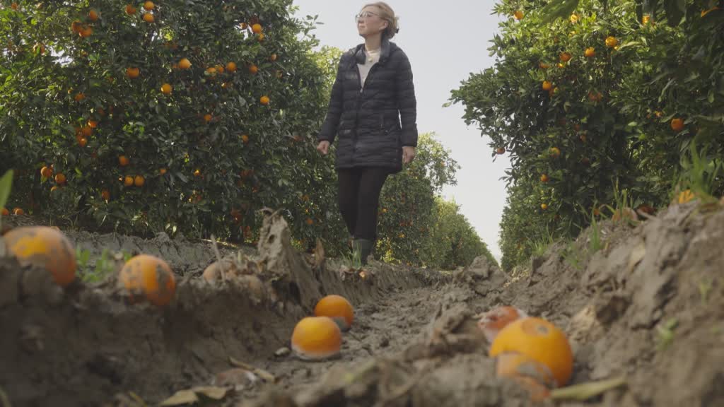 Las tormentas arrasan olivos y naranjos en el sur de España
