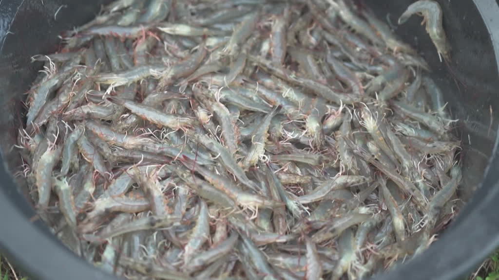 Lax waste controls behind Indonesian shrimp export crisis

