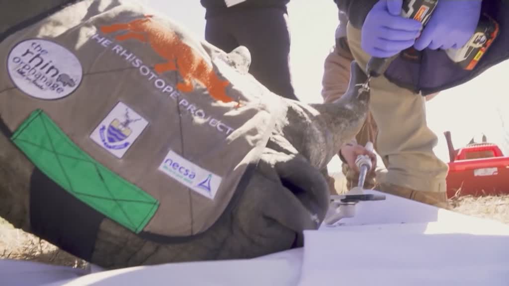 Why South African rhinos now have radioactive horns