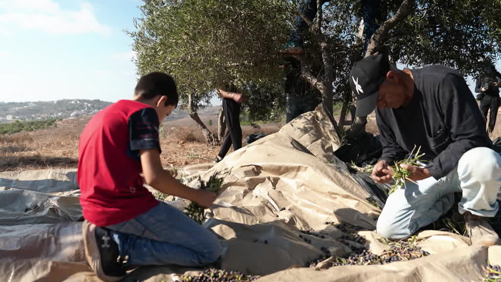 Israelis help Palestinians in olive harvest