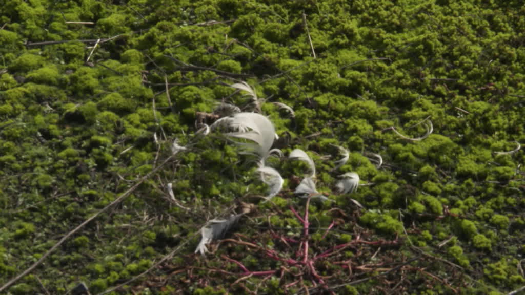 German bird flu outbreak sparks fear in farmers