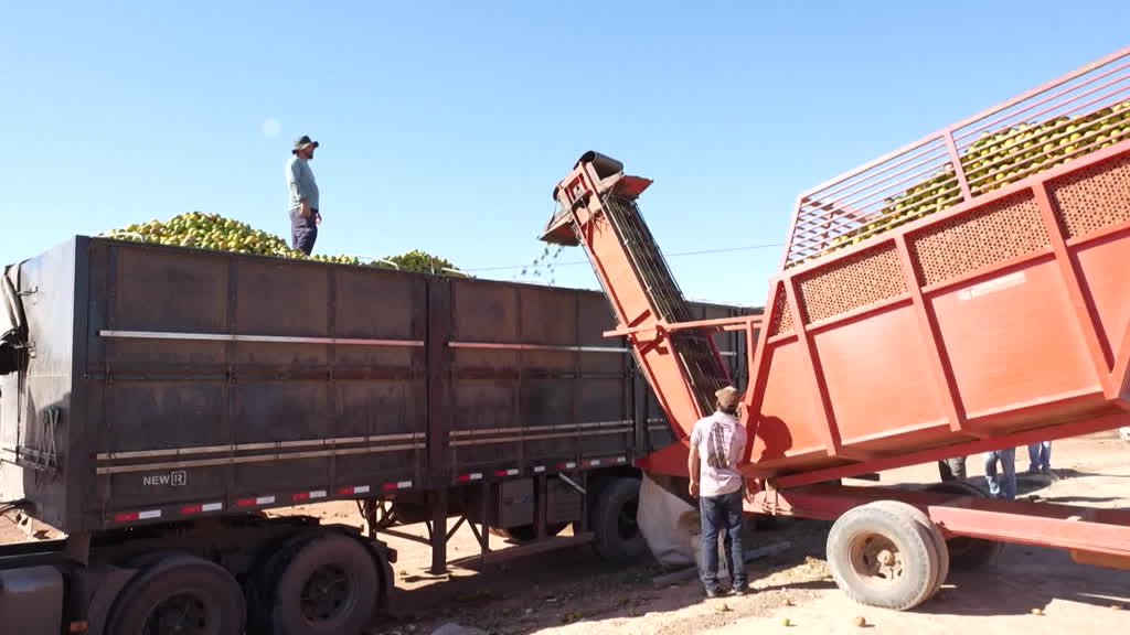 Agricultores brasileños preocupados por aranceles de EE. UU.