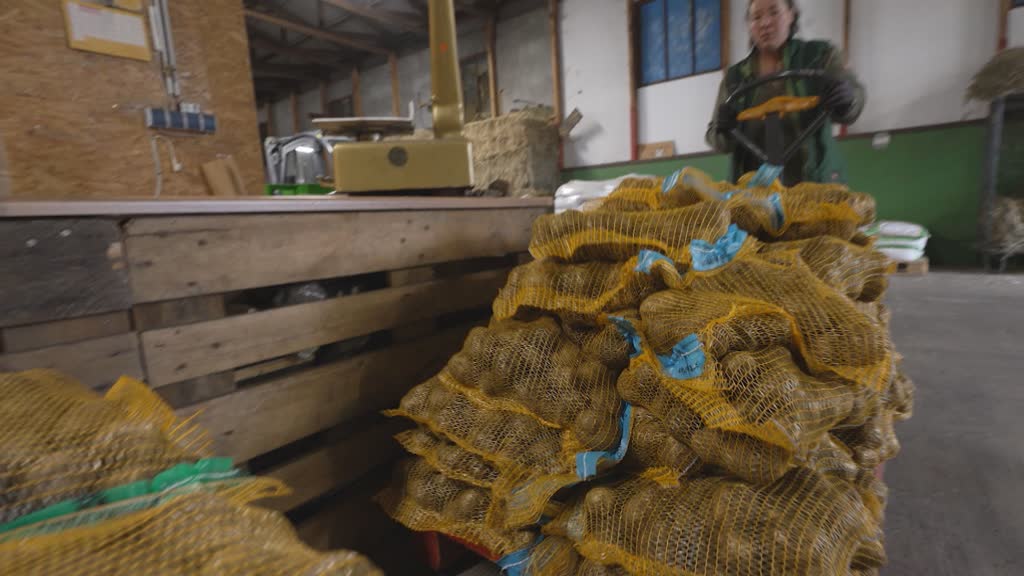 Germany's potato surplus puts the pinch on farmers