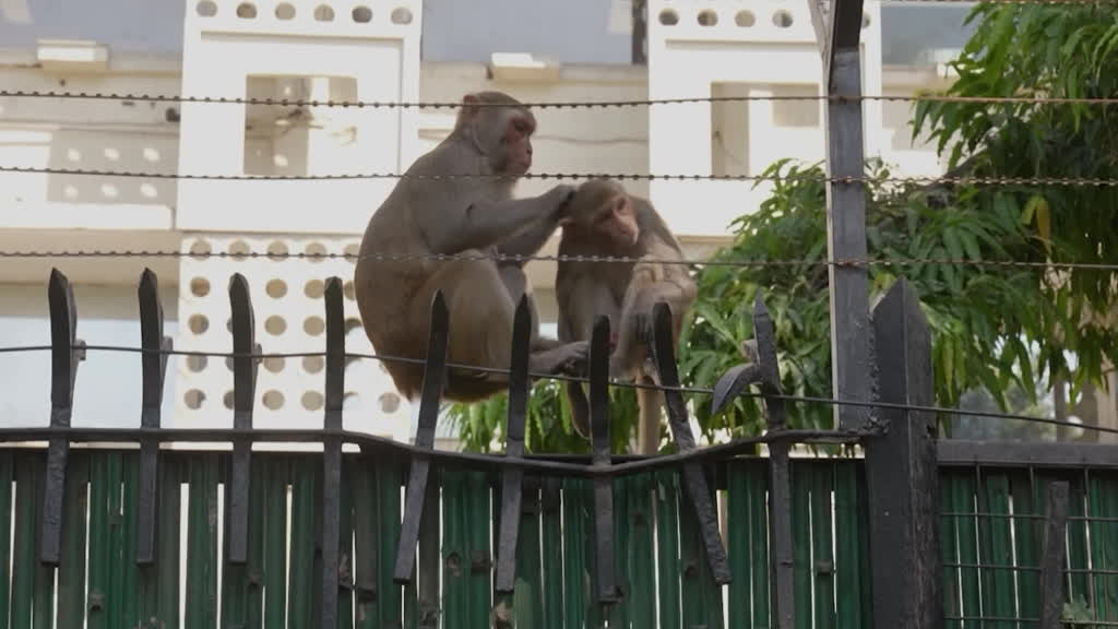 Delhi's monkey business keeps the primates abay