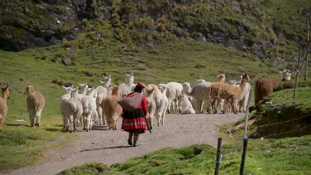 El valor de la alpaca del Perú