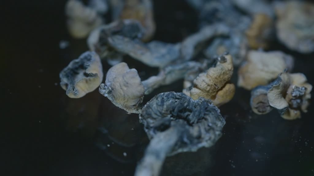 Hongos alucinógenos en Colombia 