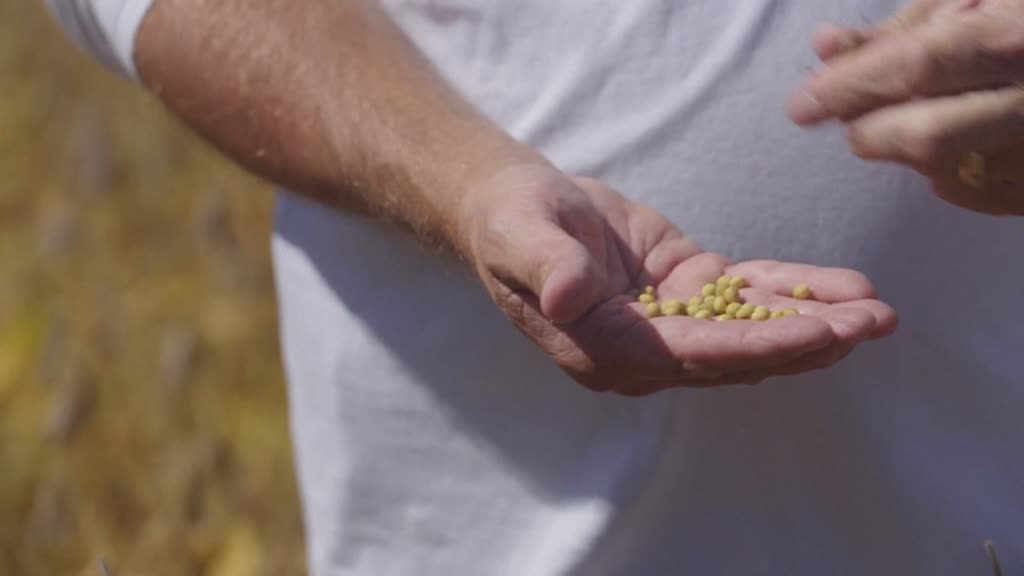 La guerra comercial con China afecta a los agricultores en EE. UU.