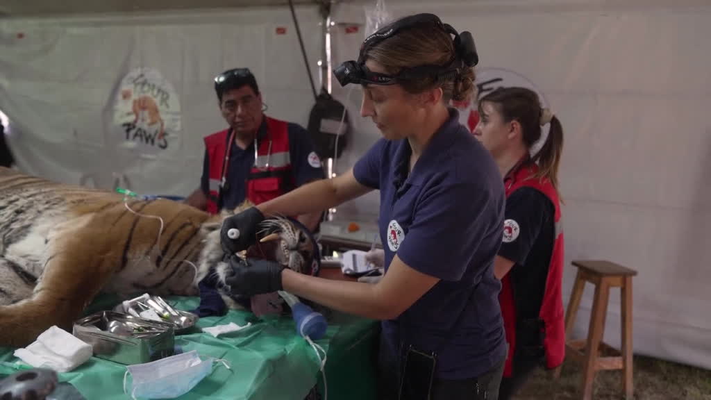 Stranded animals rescued from abandoned zoo in Argentina