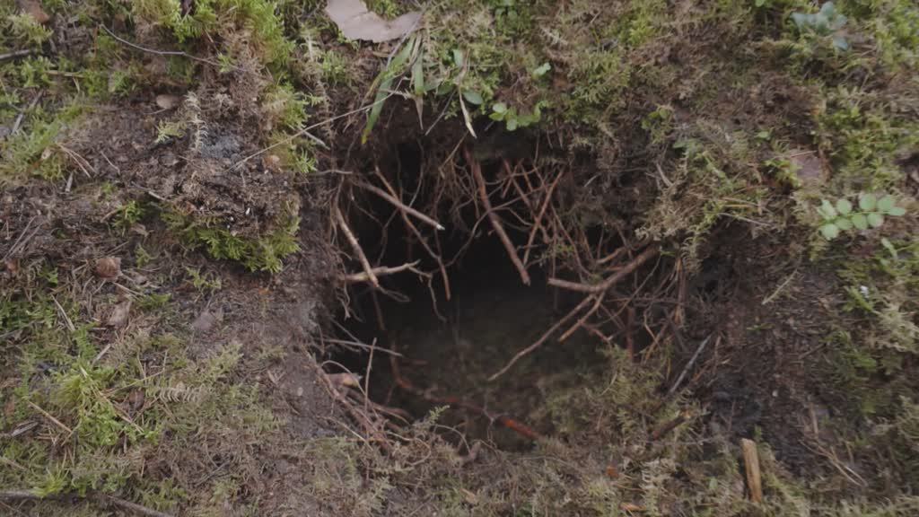 Latvia discovers new tunnel at border to Belarus