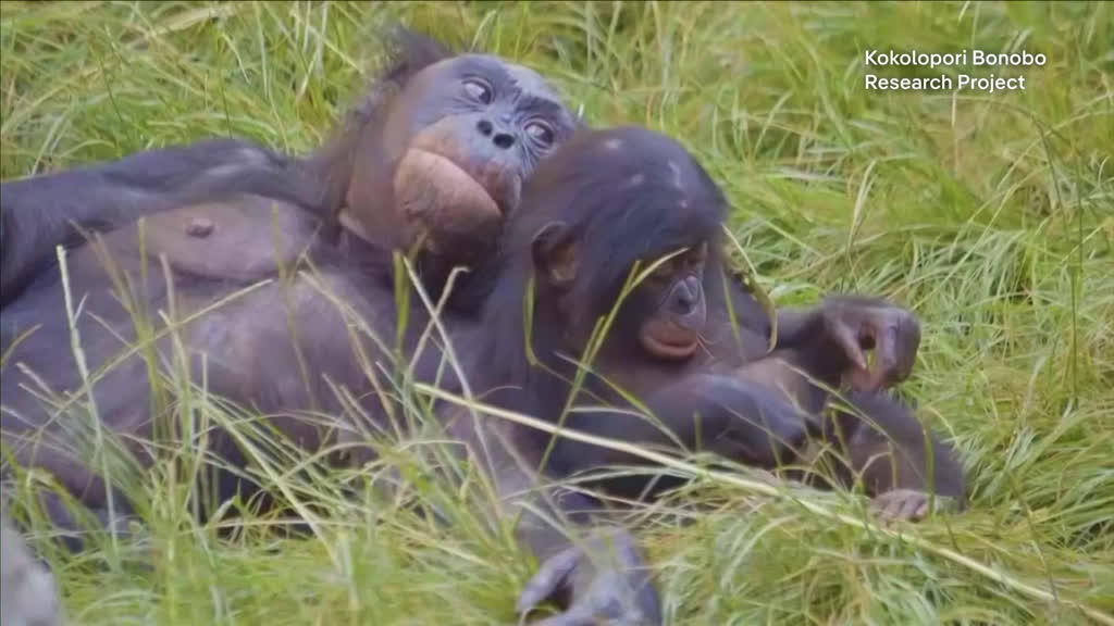New study finds female bonobos join forces to fend off males