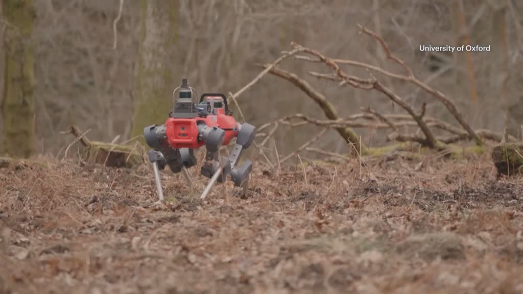 'Robo-dog' Oxford researchers' new weapon in fight to save forests
