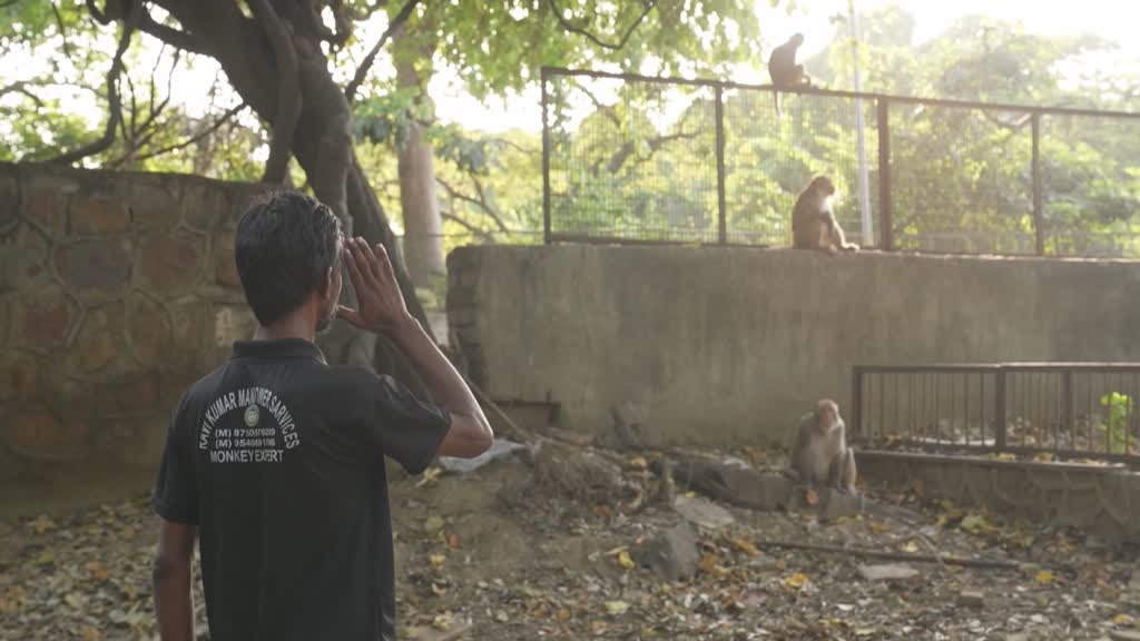 Delhi's monkey business keeps the primates away