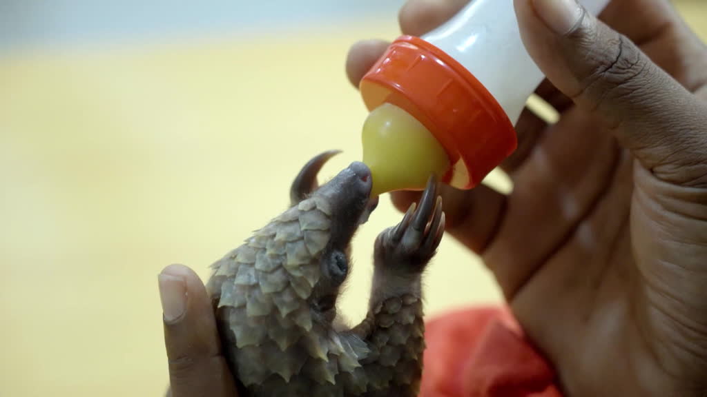 How Nigeria has become a model against pangolin trafficking
