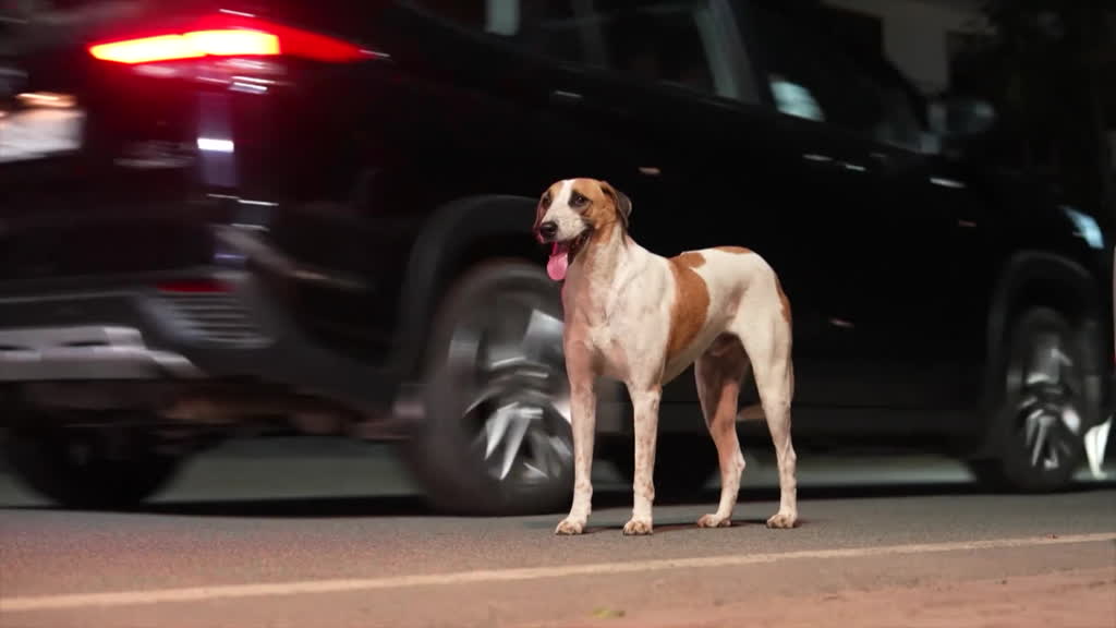 India struggles to solve its stray dog crisis