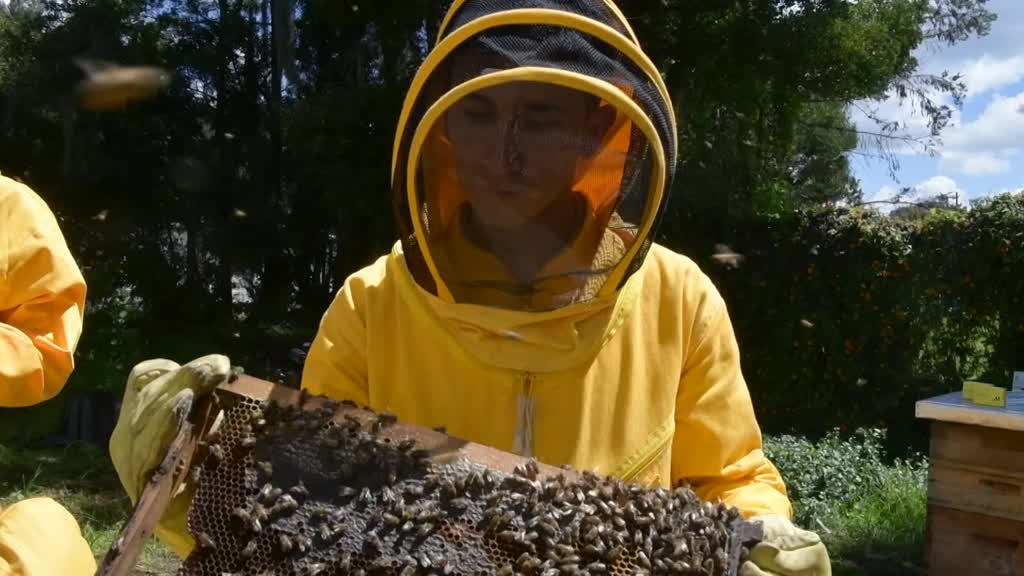Torta colombiana para abejas