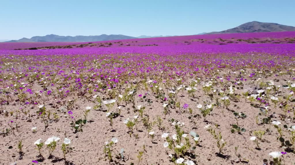 Espectáculo del desierto florido en Chile