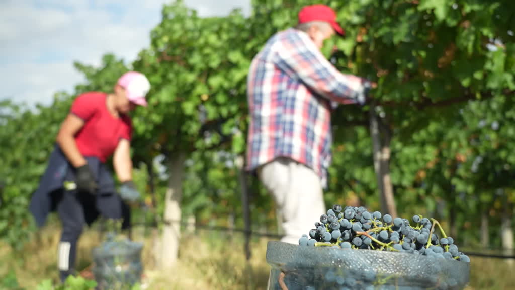 Bajo el fuego ruso, los ucranianos siguen elaborando vino