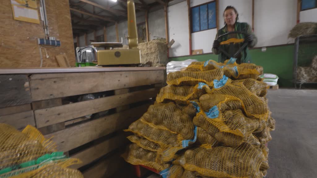 Alemania: excedente de papas golpea a agricultores