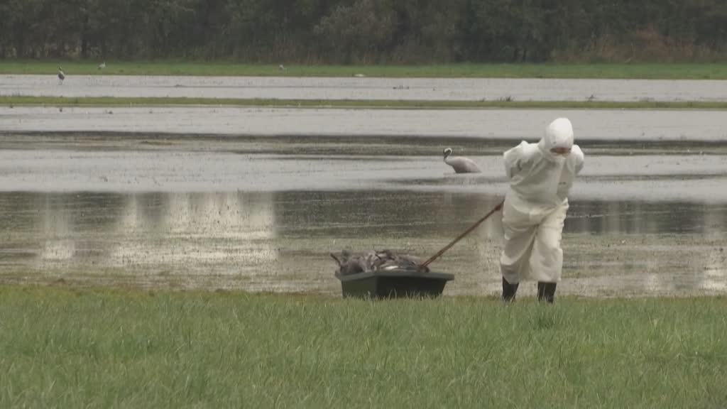 Qué significa el brote de gripe aviar en Alemania