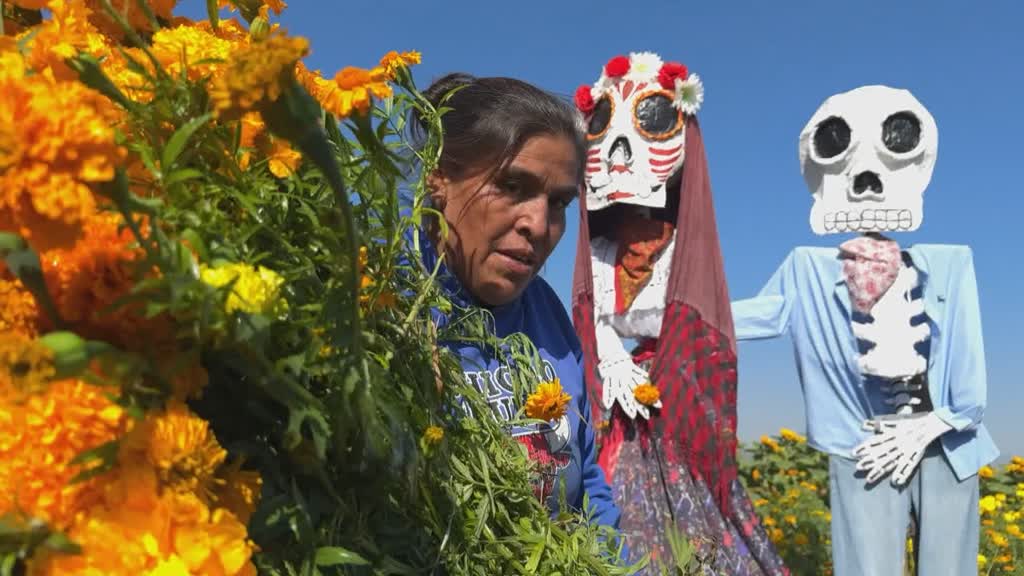 Competencia china a típica flor mexicana