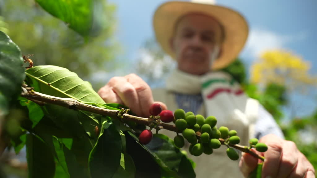 Cafeteros colombianos mejoran sus ingresos