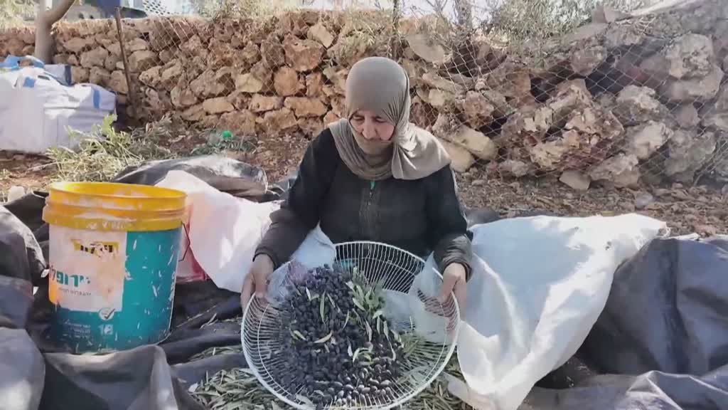 Los agricultores palestinos dedicados al cultivo del olivo y son objeto de ataques en Cisjordania.