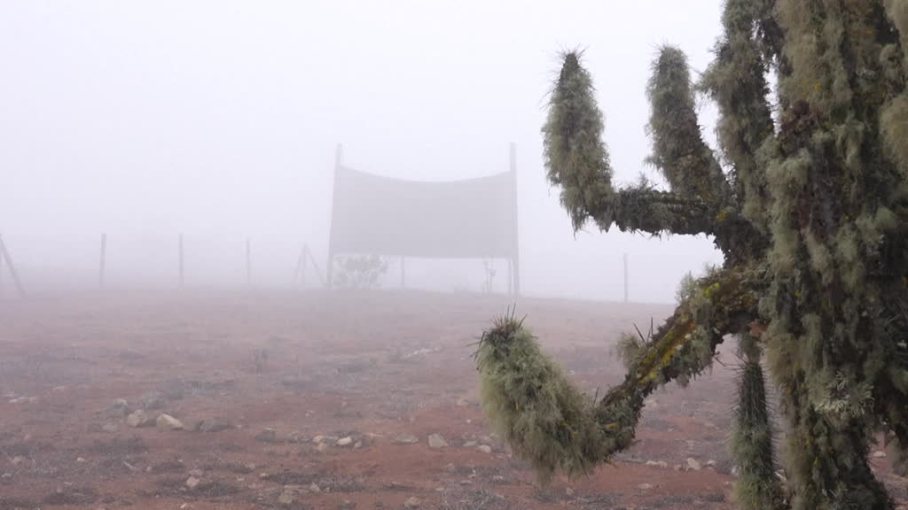 Cultivar verduras con agua de niebla