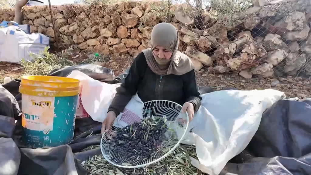 Settler attacks mar olive harvest in Israeli-occupied West Bank