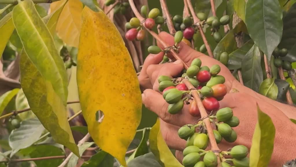 El café mejor valorado de Colombia