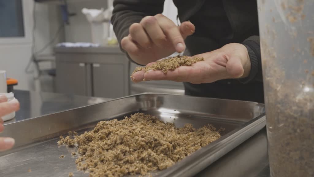 Eat Beer: Vegan meat from brewery waste 