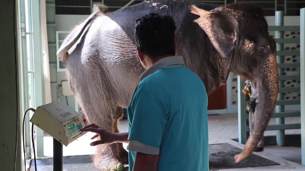 Elephant hospital in India