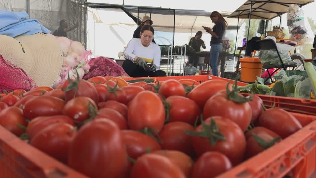 El tomate mexicano, amenazado por Trump